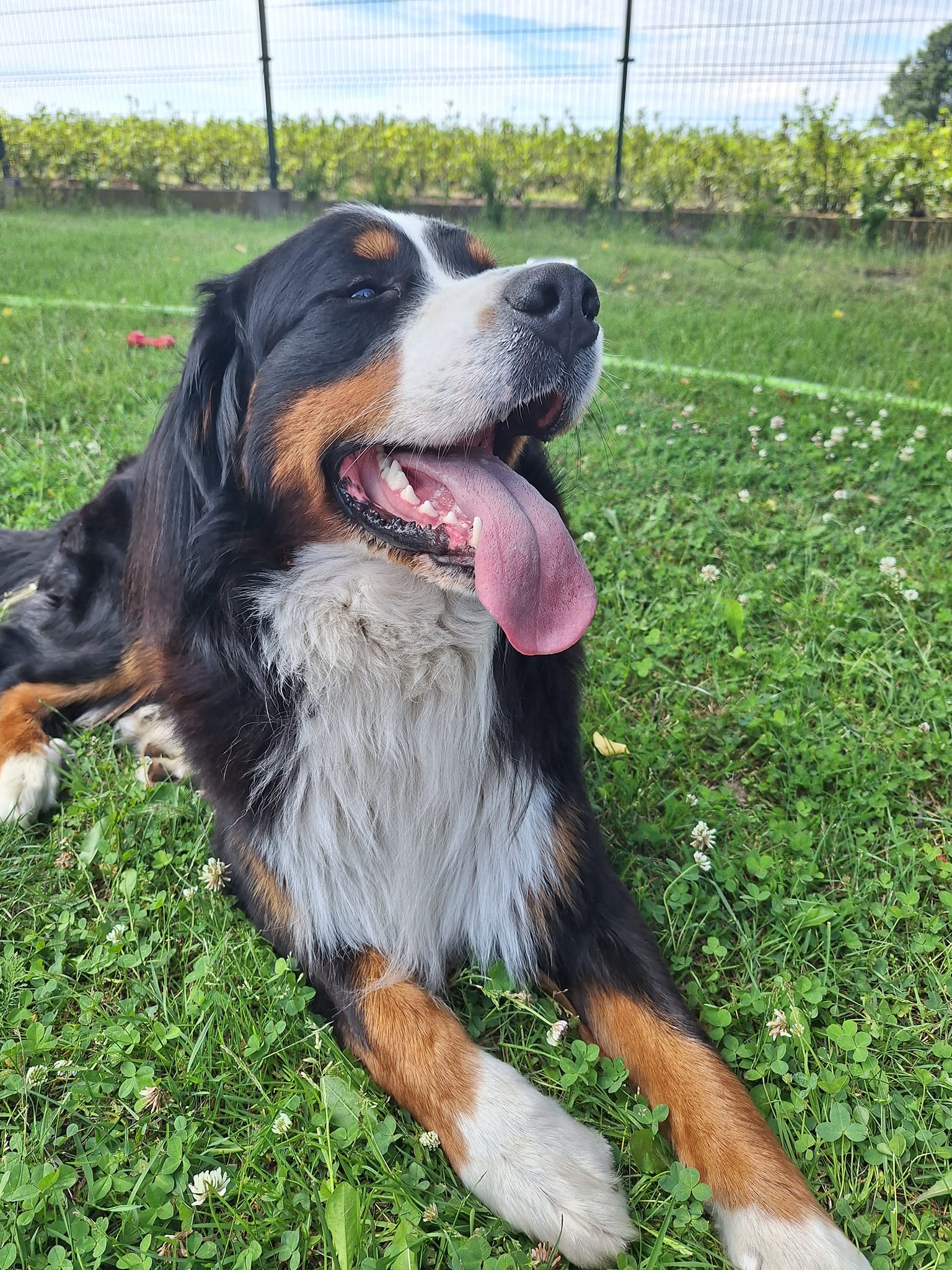 dogoterapia